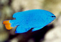 Click for more info on Blue Devil Damselfish