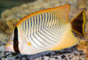 Click for more info on Chevron Butterflyfish