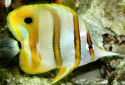 Picture of a Copperband Butterflyfish Chelmon rostratus