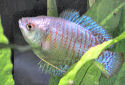 Click for more info on Dwarf Gourami