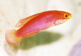 Picture of a female Flame Fairy Wrasse