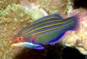 Click for more info on Four Line Wrasse