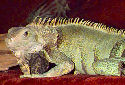 Click to learn about Iguanas