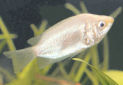 Click for more info on Kissing Gourami