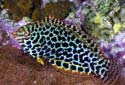 Click for more info on Leopard Wrasse