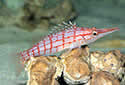 Click to learn about Hawkfishes