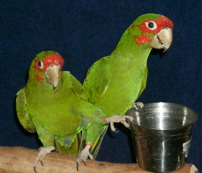Mitred Conures, Heckle and Jeckle, Aratinga mitrada