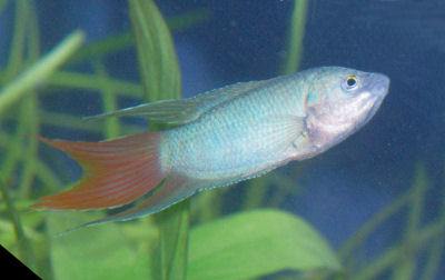 Paradise Fish, Fish Guides for Labyrinth Fish Species