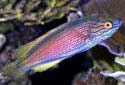 Click for more info on Purplelined Fairy Wrasse