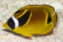 Picture of a Raccoon Butterflyfish Chaetodon lunula