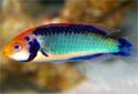 Click for more info on Solar Fairy Wrasse