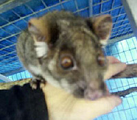 "Monkey Boy" a Common Ringtail Possum