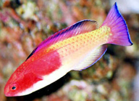 Picture of a Hooded Fairy Wrasse from Vanuatu