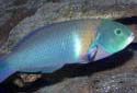 Click for more info on Saddle Wrasse