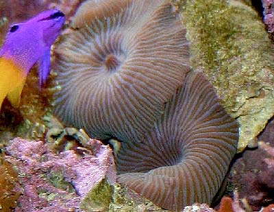 Radiating Mushroom Coral, Fine Striped Mushroom or Striped Mushroom, Actinodiscus striata