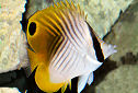 Picture of a Threadfin Butterflyfish Chaetodon auriga