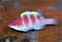 Click for more info on Yellow-fin Fairy Wrasse