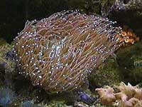 Picture of a Plate Coral