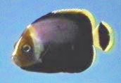 Black Velvet Angelfish, juvenile
