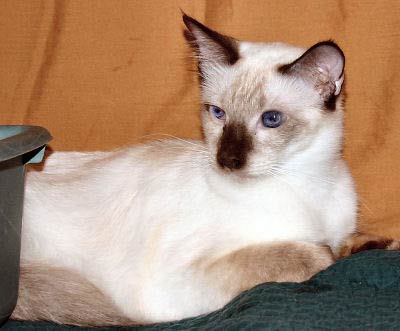 Long Haired Siamese Cats,