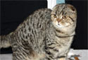 Animal-World’s Featured Pet of the Week: The Scottish Fold Cat!