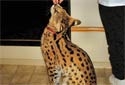 Serval Cats as Pets