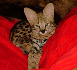 Serval cat image of Spunk-E