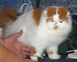 Persian Cat, Bi-color Red and White