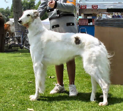 Borzoi Dog Breed and Photos and Videos List of Dogs B