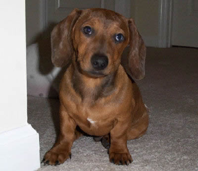 What is a doxie dog?