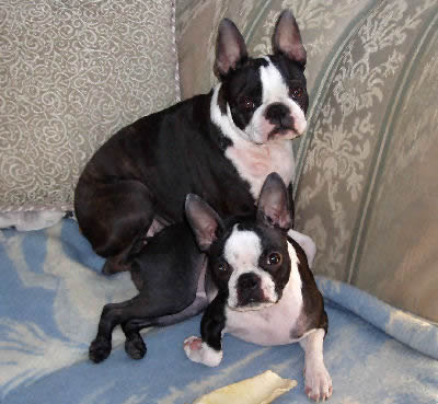 Boston Terrier Dogs Pictures