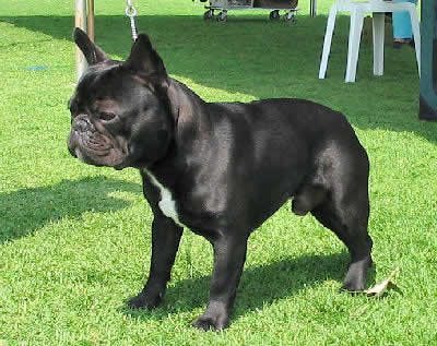 french bulldog frenchie dog breed guide information and pictures french bull dog 400x317