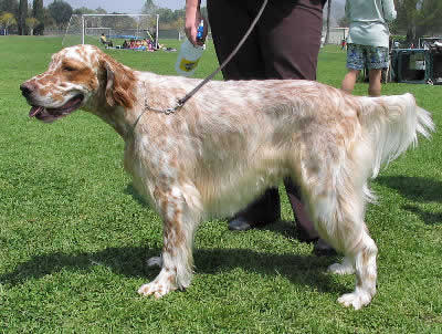 English Setter Puppies on English Setter  Llewellin Setter Dog Breed Guide Information And