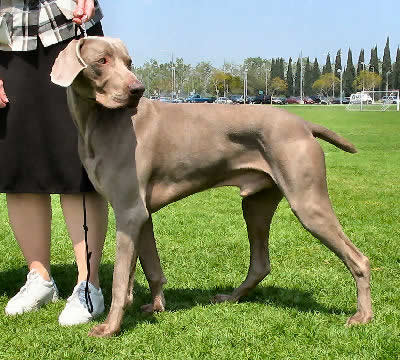 Weimaraner Picture, also called Grey Ghost, Gray Ghost, Weim and ...