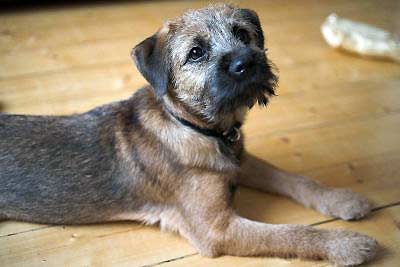 Border Terrier Breeds on Border Terrier  Dog Breed Guide Information And Pictures