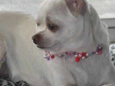 long haired chihuahua pictures. Applehead ChihuahuaLong-haired