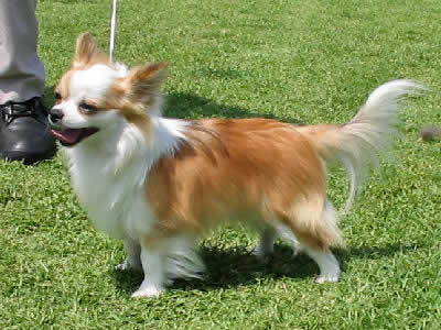 long haired chihuahua black. Long-haired ChihuahuaChihuahua