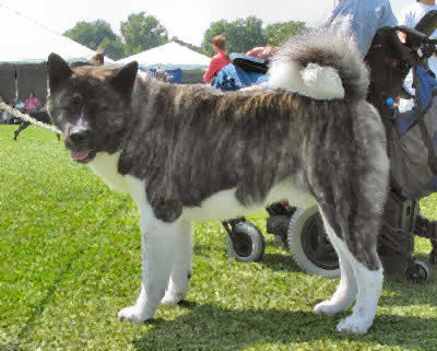 dog japanese breed