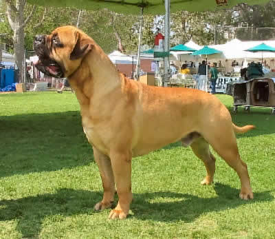 French Bullmastiff Pictures