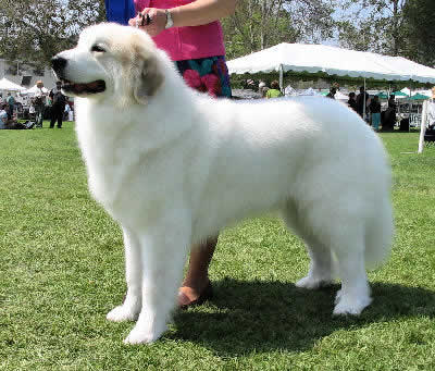 Great PyreneesPyrenean Mountain Dog. Family: Canidae Great Pyrenees Picture