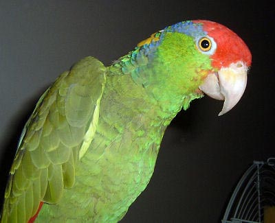 Parrot Red Head