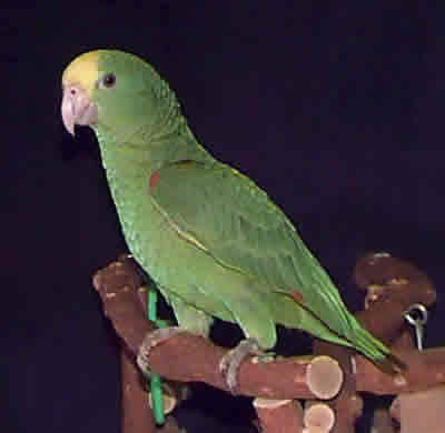 Amazon Green Parrot
