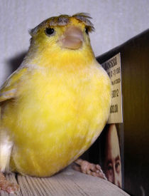 crested canary