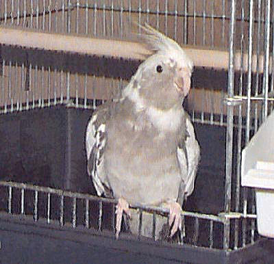 How do you care for a cockatiel?