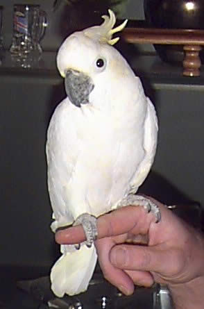 Lesser Sulphur-crested Cockatoo