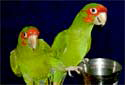 Click to learn about Conures
