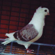 german pigeon