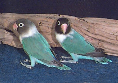 Love Bird on At Animal World   How To Care For Lovebirds And Lovebird Information