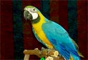 Blue and Yellow Macaw, Bolivian Blue and Gold Macaw