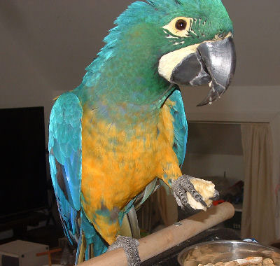 Rainbow Appearance Of New Feathers On A Baby Macaw ...